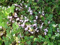 Wilde Cyclaam