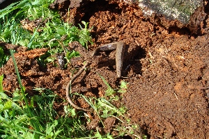 Hazelworm 